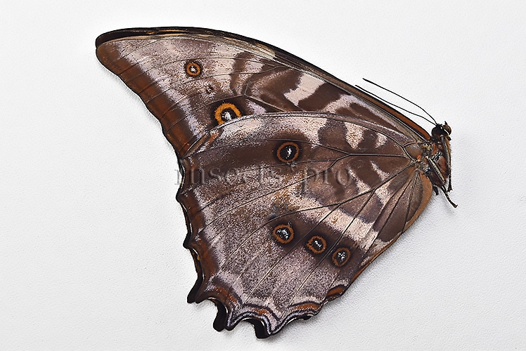 Morpho amphitryon cinereus A1 ♂ RARE - Image 2