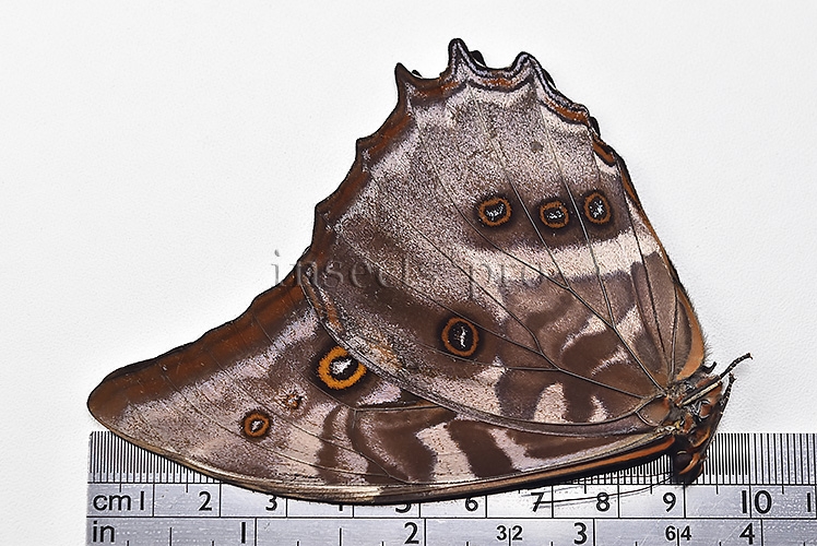Morpho amphitryon cinereus A1 ♂ RARE - Image 3