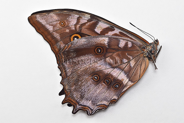 Morpho amphitryon cinereus ♂ RARE - Image 2