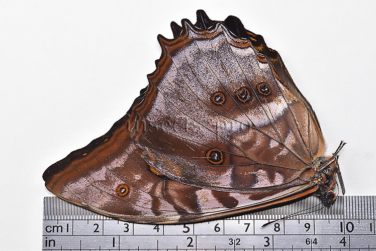 Morpho amphitryon cinereus ♂ RARE - Image 3