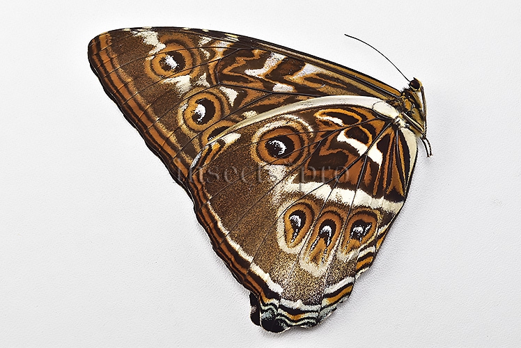 Morpho cisseis jeannoti ♂ - Image 2
