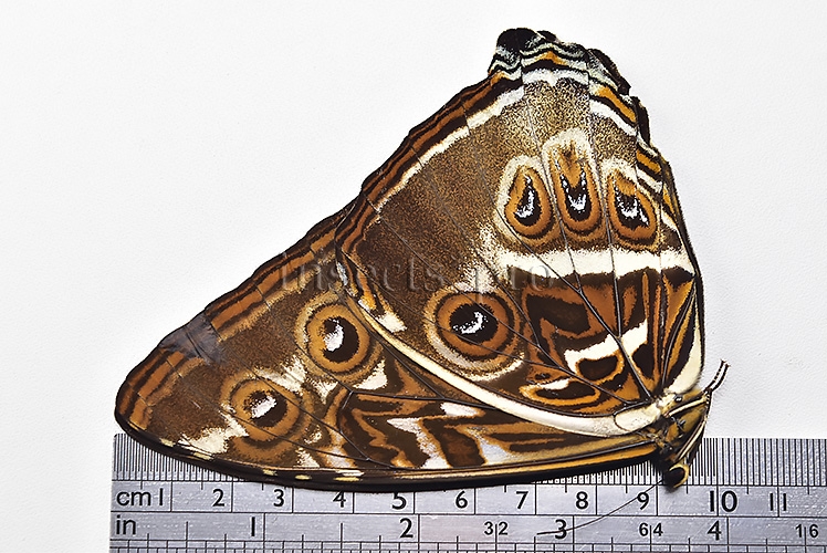 Morpho cisseis jeannoti ♂ - Image 3