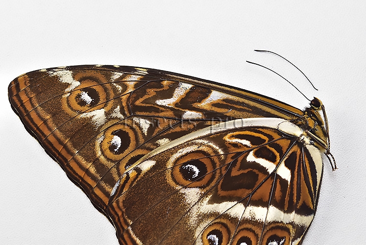 Morpho cisseis jeannoti ♂ - Image 4