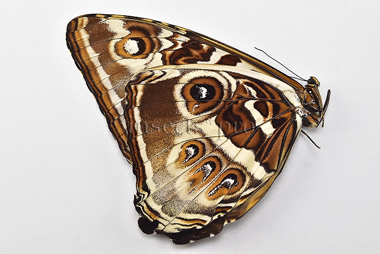 Morpho cisseis jeannoti ♂ FROM CORDILLERA AZUL AREA - Image 2