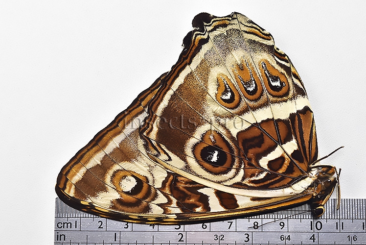 Morpho cisseis jeannoti ♂ FROM CORDILLERA AZUL AREA - Image 3