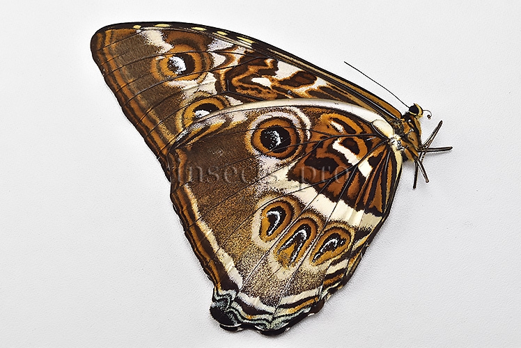 Morpho cisseis jeannoti ♂ FROM CORDILLERA AZUL AREA - Image 2