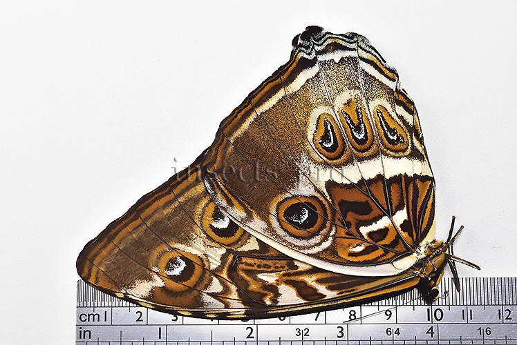 Morpho cisseis jeannoti ♂ FROM CORDILLERA AZUL AREA - Image 3