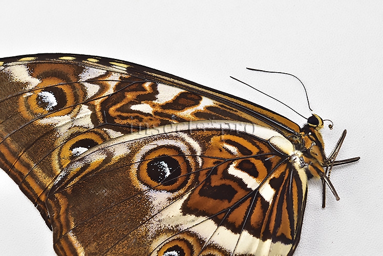 Morpho cisseis jeannoti ♂ FROM CORDILLERA AZUL AREA - Image 4