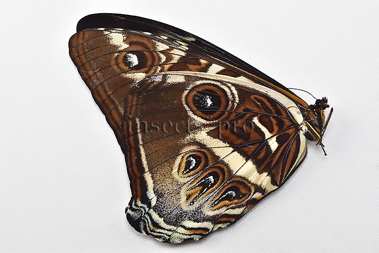 Morpho cisseis gahua ♂ - Image 2