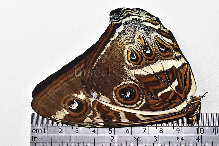Morpho cisseis gahua ♂ - Image 3
