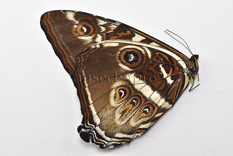 Morpho cisseis gahua ♂ - Image 2