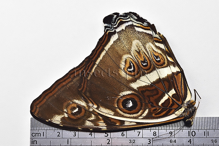 Morpho cisseis gahua ♂ - Image 3