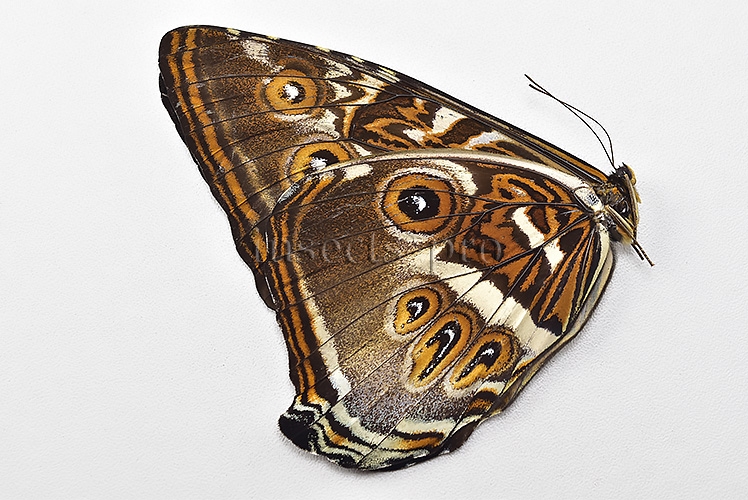 Morpho cisseis gahua ♂ - Image 2