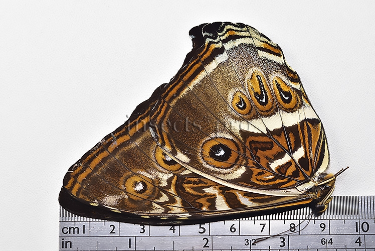 Morpho cisseis gahua ♂ - Image 3