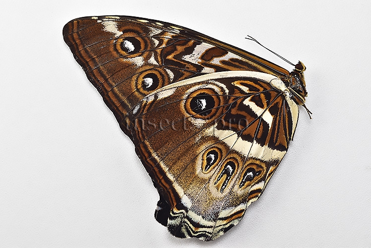 Morpho cisseis gahua ♂ - Image 2