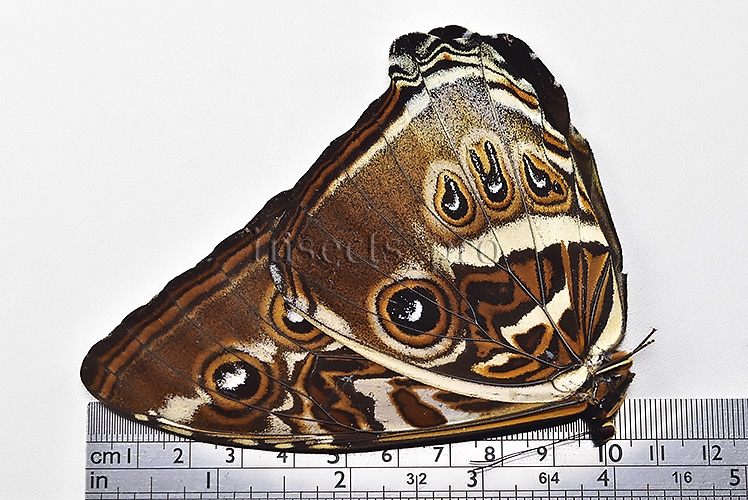 Morpho cisseis gahua ♂ - Image 3