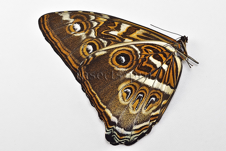 Morpho cisseis gahua ♂ - Image 2