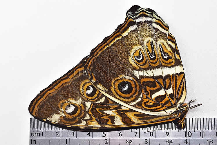 Morpho cisseis gahua ♂ - Image 3