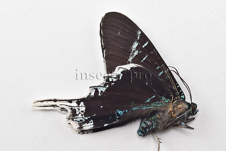 Urania leilus ♂ ABERRATION MELANIC SPECIMEN