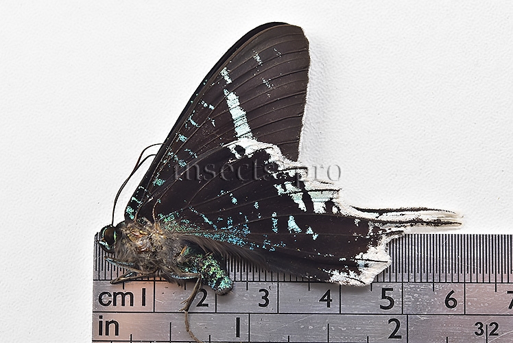 Urania leilus ♂ ABERRATION MELANIC SPECIMEN - Image 2