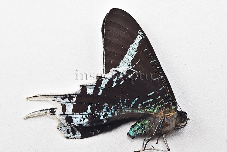 Urania leilus ♂ ABERRATION MELANIC SPECIMEN