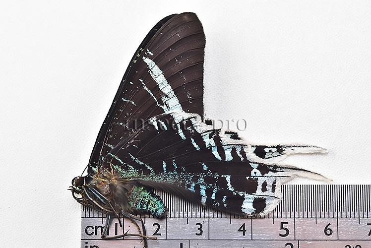 Urania leilus ♂ ABERRATION MELANIC SPECIMEN - Image 2