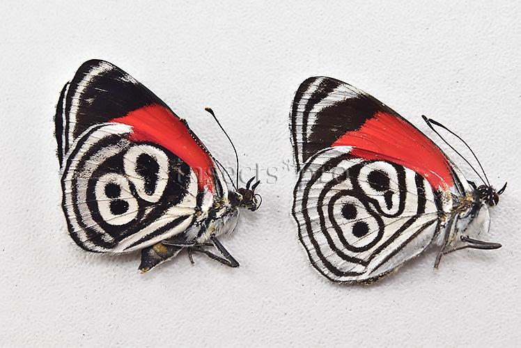 Diaethria clymena peruviana A1 ♂ ABERRATION 2sp