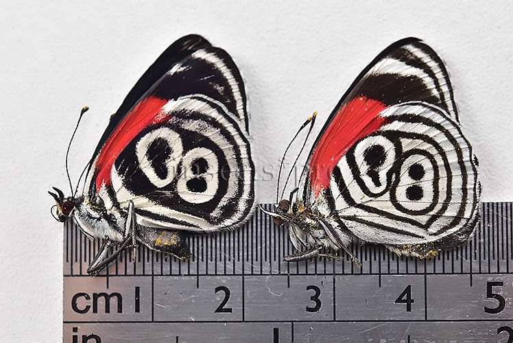 Diaethria clymena peruviana A1 ♂ ABERRATION 2sp - Image 2