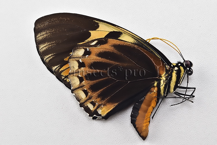 Pterourus bachus chrysomelus ab. clarius A1 ♂ - Image 2