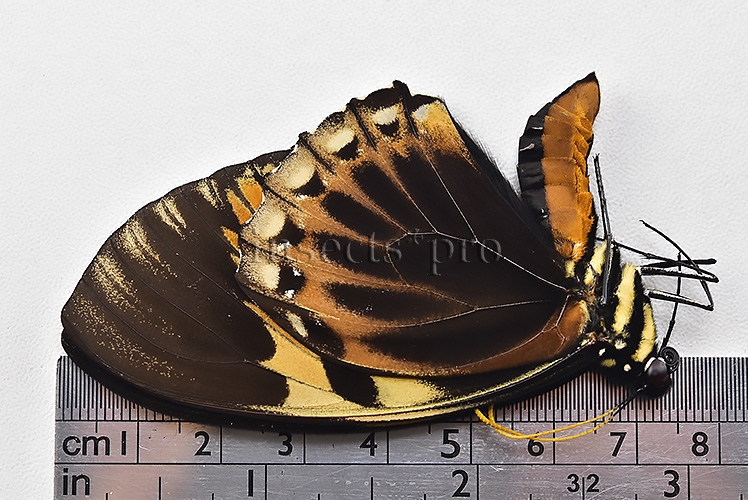 Pterourus bachus chrysomelus ab. clarius A1 ♂ - Image 3
