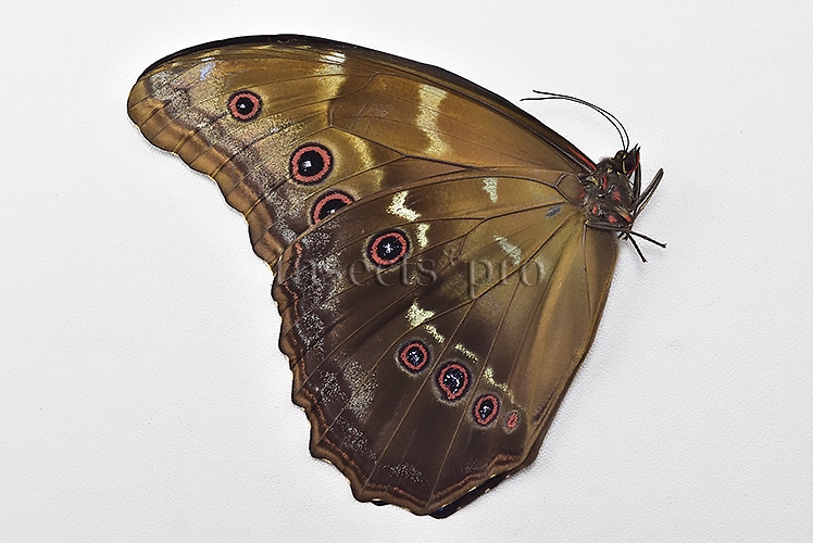 Morpho godartii tingomariensis A1 ♂ EXCELLENT CONDITION - Image 2