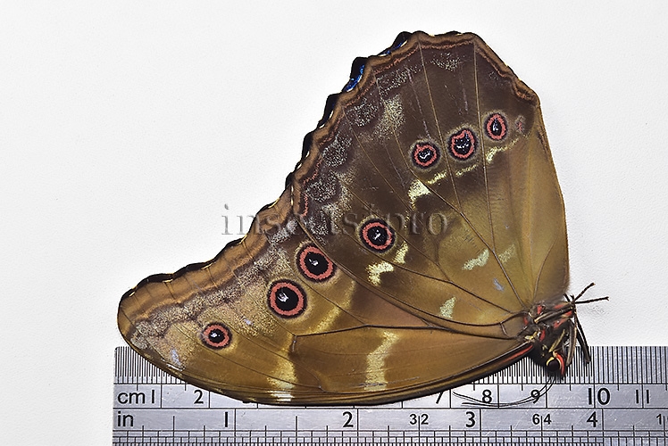 Morpho godartii tingomariensis A1 ♂ EXCELLENT CONDITION - Image 3