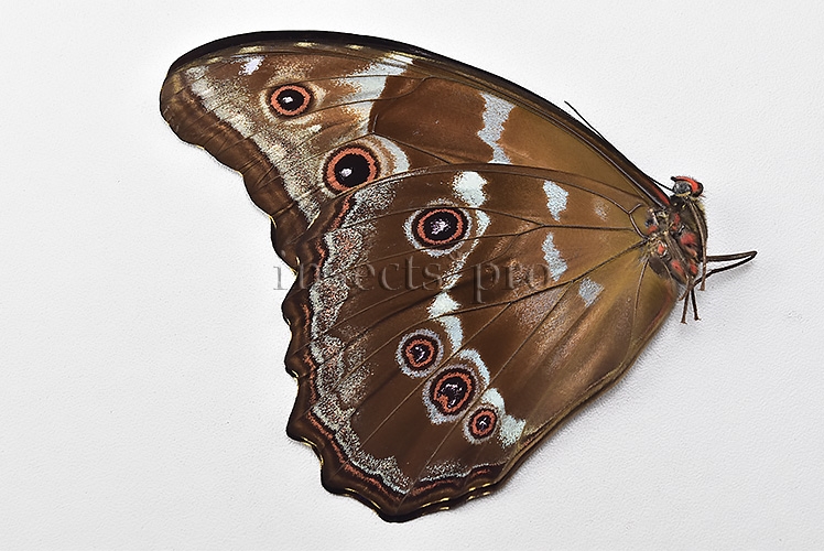 Morpho godartii tingomariensis A1 ♂ EXCELLENT CONDITION - Image 2