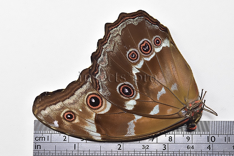 Morpho godartii tingomariensis A1 ♂ EXCELLENT CONDITION - Image 3