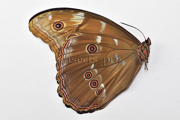 Morpho godartii tingomariensis A1 ♂ EXCELLENT CONDITION - Image 2