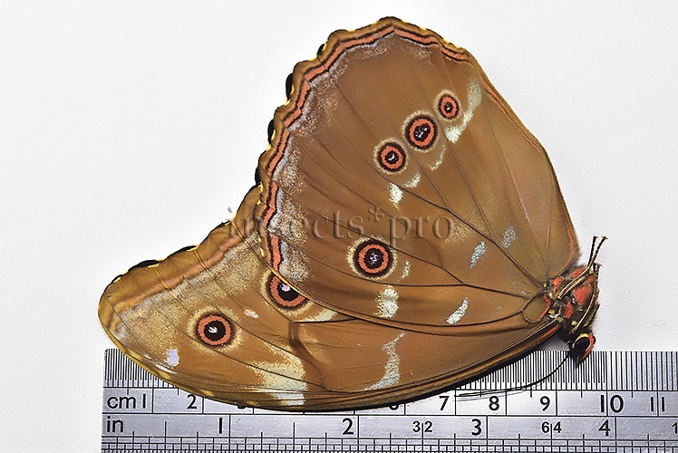 Morpho godartii tingomariensis A1 ♂ EXCELLENT CONDITION - Image 3