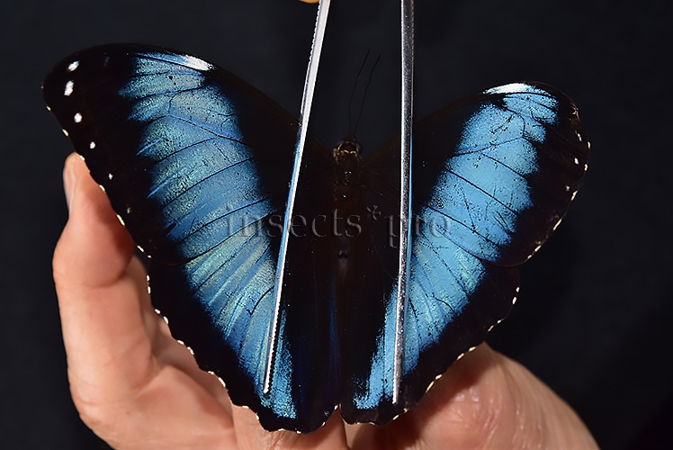 Morpho achilles fagardi ♂ ABERRATION - Image 6