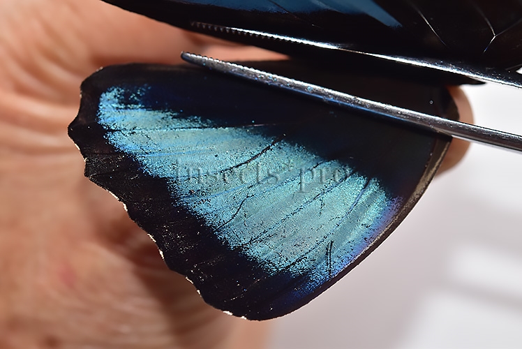 Morpho achilles fagardi ♂ ABERRATION - Image 4