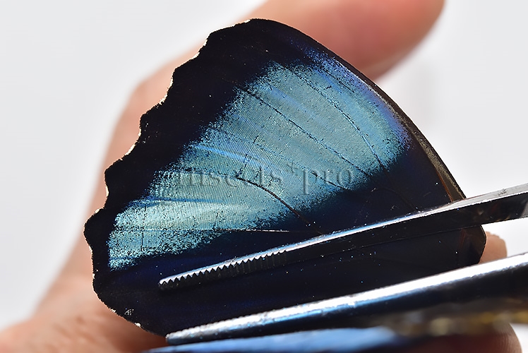 Morpho achilles fagardi ♂ ABERRATION - Image 5