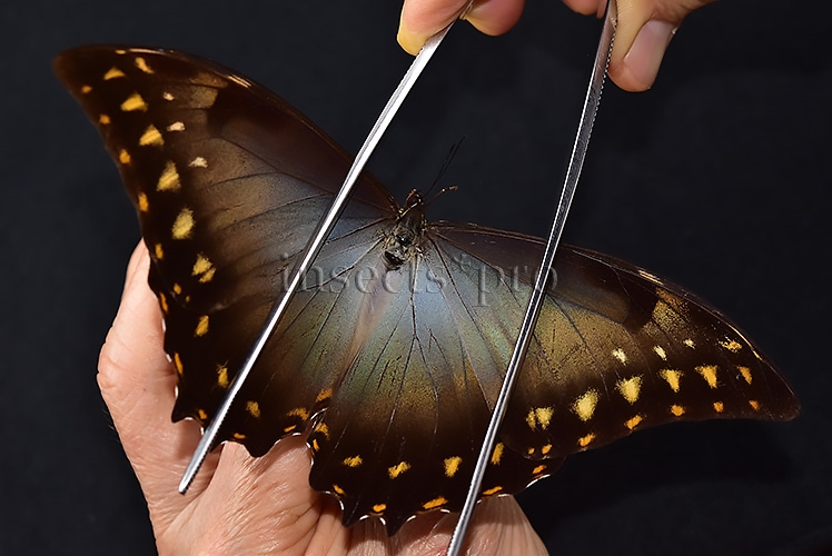 Morpho amphitryon cinereus A1 ♂ RARE - Image 5