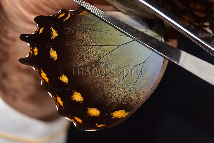 Morpho amphitryon cinereus A1 ♂ RARE - Image 4