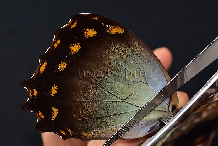 Morpho amphitryon cinereus A1 ♂ RARE - Image 5