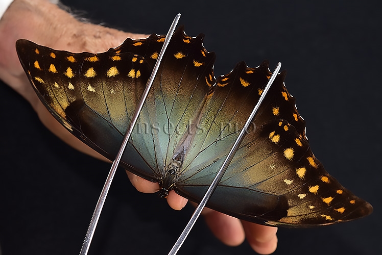 Morpho amphitryon cinereus A1 ♂ RARE - Image 6