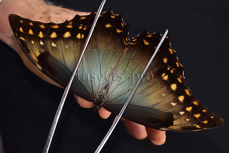 Morpho amphitryon cinereus A1 ♂ RARE