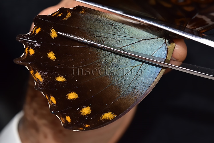 Morpho amphitryon cinereus ♂ RARE - Image 4