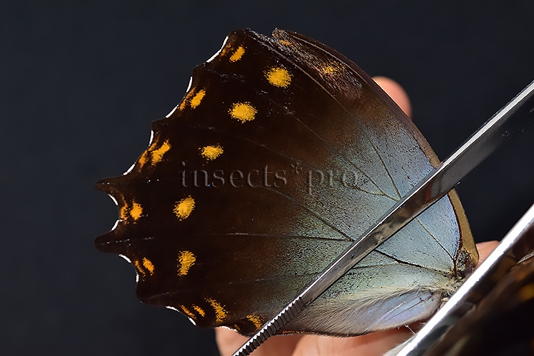 Morpho amphitryon cinereus ♂ RARE - Image 5