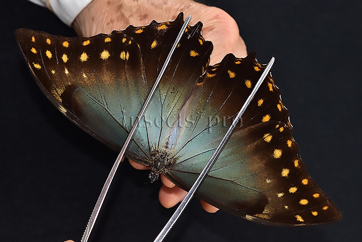 Morpho amphitryon cinereus ♂ RARE - Image 6