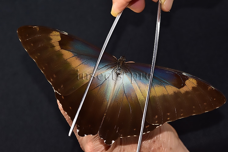 Morpho cisseis jeannoti ♂