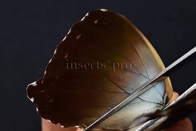 Morpho cisseis jeannoti ♂ - Image 5