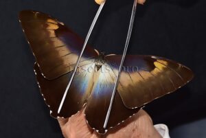 Morpho cisseis jeannoti ♂ GOOD PRICE